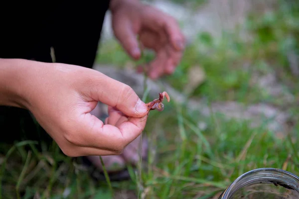 Hands Fisherman Fishing Wear Worm Hook Hold Feeder Fish Food — Stock Photo, Image