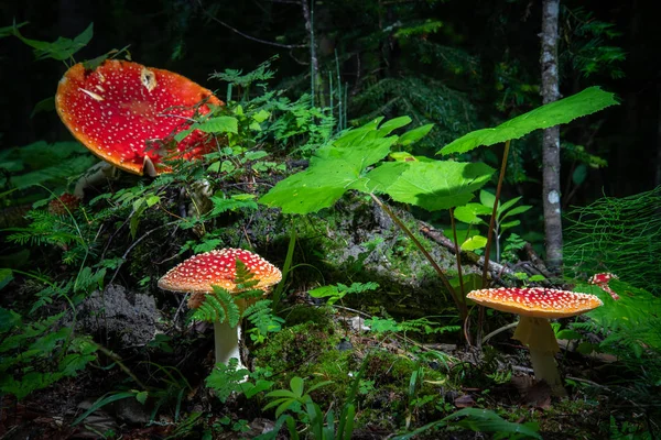 Jasny Czerwony Grzyb Amanita Lesie Letnim Otoczonym Zieloną Trawą — Zdjęcie stockowe