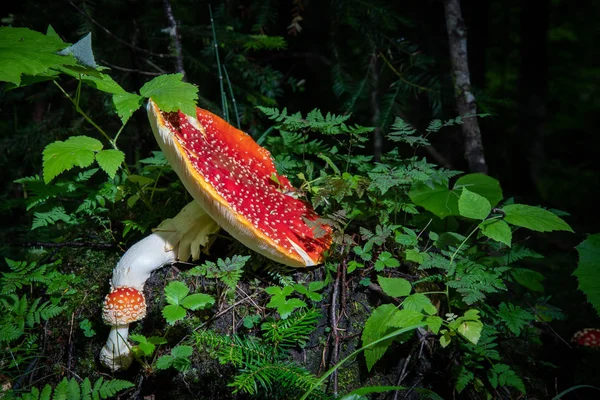 Bright Red Mushroom Amanita Summer Forest Surrounded Green Grass — Stock Photo, Image