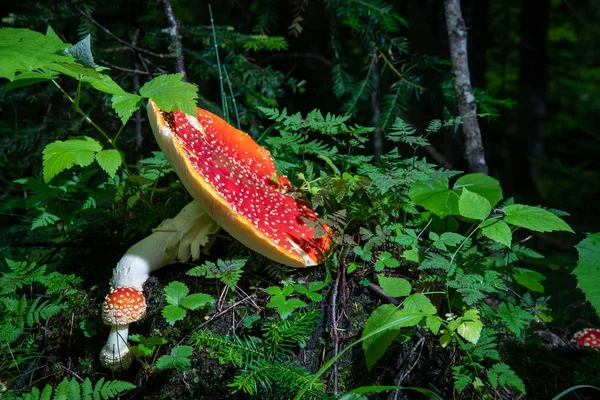 Bright Red Mushroom Amanita Summer Forest Surrounded Green Grass — Stock Photo, Image