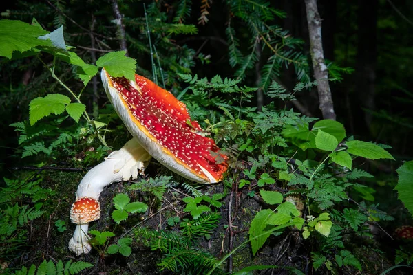 Jasny Czerwony Grzyb Amanita Lesie Letnim Otoczonym Zieloną Trawą — Zdjęcie stockowe