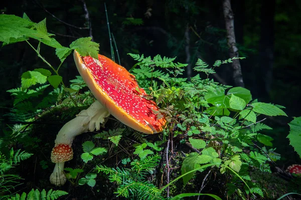 Jasny Czerwony Grzyb Amanita Lesie Letnim Otoczonym Zieloną Trawą — Zdjęcie stockowe