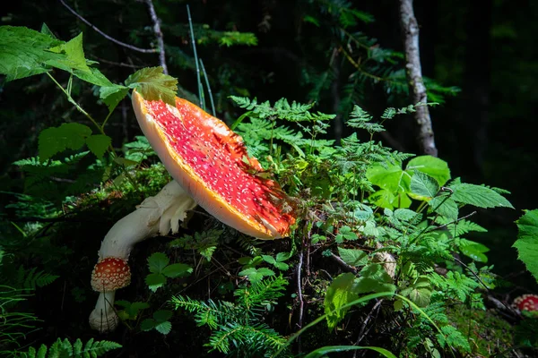 Jasny Czerwony Grzyb Amanita Lesie Letnim Otoczonym Zieloną Trawą — Zdjęcie stockowe