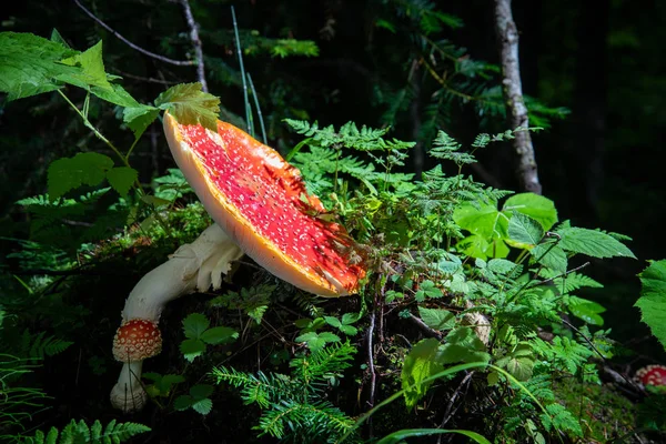 Bright Red Mushroom Amanita Summer Forest Surrounded Green Grass — Stock Photo, Image