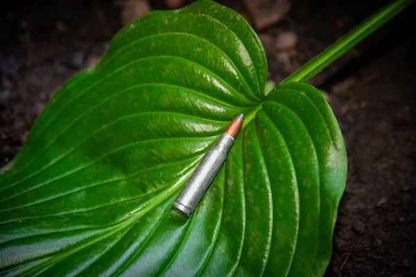 Whole Ammunition Automatic Weapons Ammunition Large Green Leaf Plant — Stock Photo, Image