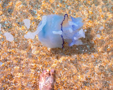 Karadeniz'in berrak suyunda büyük mavi denizanası, dibinde kabuk kumu ile