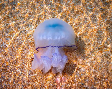 Karadeniz'in berrak suyunda büyük mavi denizanası, dibinde kabuk kumu ile