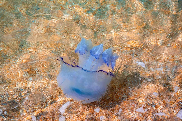 Big blue jellyfish in the clear water of the Black Sea with shell sand at the bottom