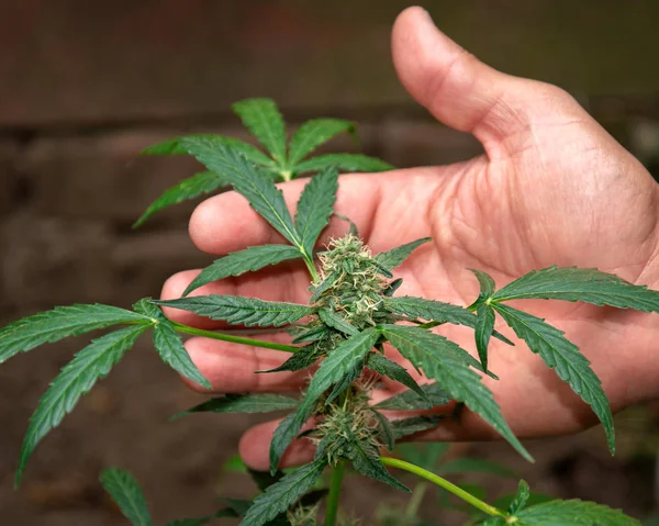 Arbusto Maconha Com Uma Inflorescência Botão Nas Mãos Uma Pessoa — Fotografia de Stock