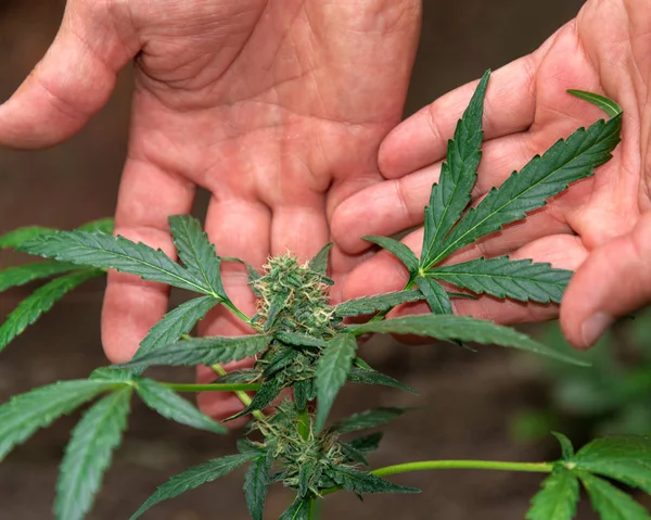 Arbusto Maconha Com Uma Inflorescência Botão Nas Mãos Uma Pessoa — Fotografia de Stock