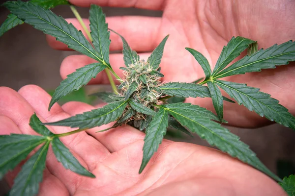 Arbusto Marihuana Con Una Inflorescencia Brote Las Manos Una Persona — Foto de Stock