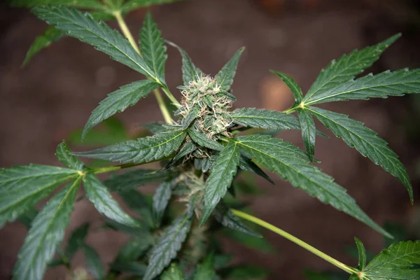 Arbusto Marihuana Con Una Inflorescencia Brote Las Manos Una Persona — Foto de Stock