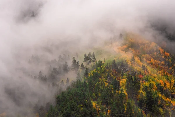 Gulnande Träd Och Grön Barrskog Bergssidan Med Moln — Stockfoto