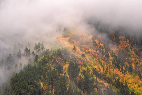 Gulnande Träd Och Grön Barrskog Bergssidan Med Moln — Stockfoto