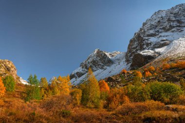 Sonbahar manzarası, kardaki dağlar mavi gökyüzü yeşil çalılar ve sararmış ağaçlarla çevrili. Muruju Nehri Boğazı