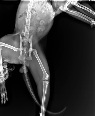 Vücudunun arka kısmının röntgeni ve kedi bacakları.