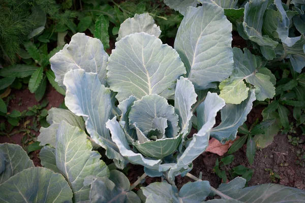 Cabbage Plant Large Leaves Grows Garden Bed — Stock Photo, Image