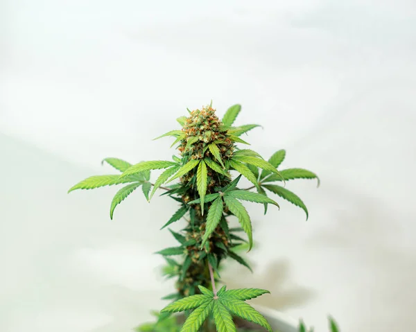 Cannabis Bokor Tetején Rügy Levelek Világos Háttér — Stock Fotó