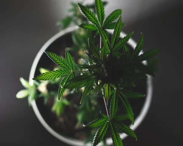 Cannabis Bokor Felső Nézet Virágcserép Sötét Háttér — Stock Fotó