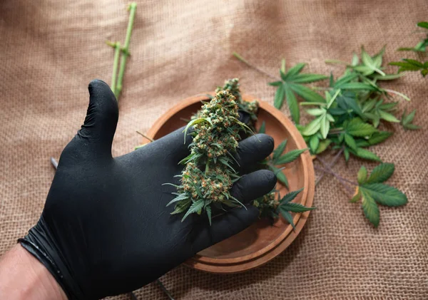 Esrar Tomurcukları Siyah Eldiven Marihuana Yapraklı Ahşap Tabaklar — Stok fotoğraf