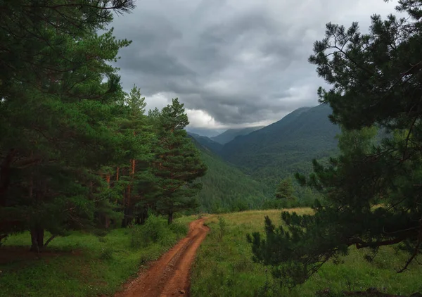 草地上的针叶树 有土路和高山峡谷景观背景 — 图库照片