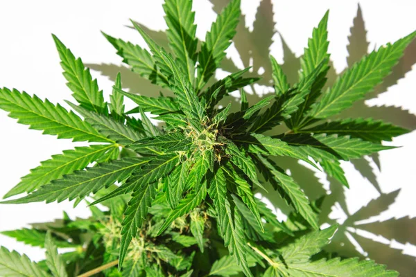 Bimbók Virágzó Zöld Kannabisz Egy Alacsony Bokor Fehér Alapon — Stock Fotó