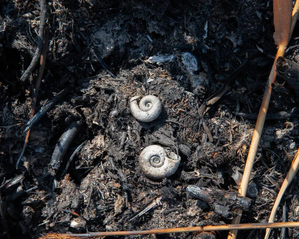 Coquilles Escargots Brûlés Dans Feu Champ Gisent Dans Les Cendres — Photo