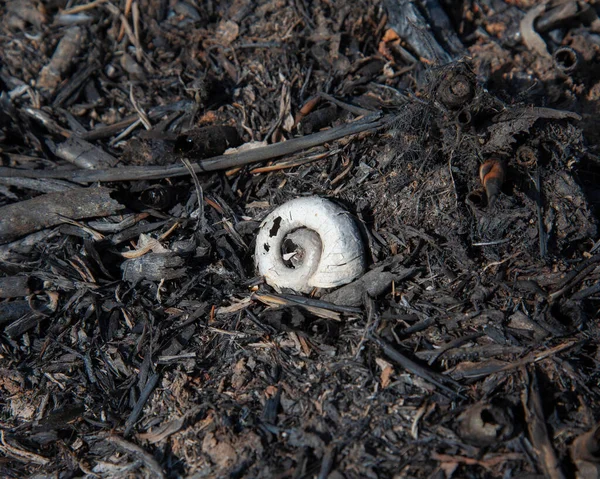Shells Burnt Snails Field Fire Lie Ashes — Stock Photo, Image