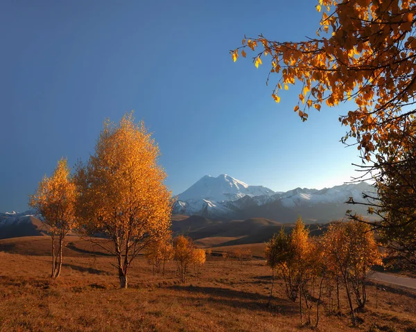 Herbstliche Orangenbäume Vor Dem Hintergrund Des Gipfels Des Elbrus Herbstliche — Stockfoto