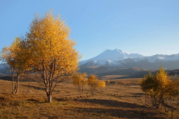 Herbstliche Orangenbäume Vor Dem Hintergrund Des Gipfels Des Elbrus Herbstliche — Stockfoto