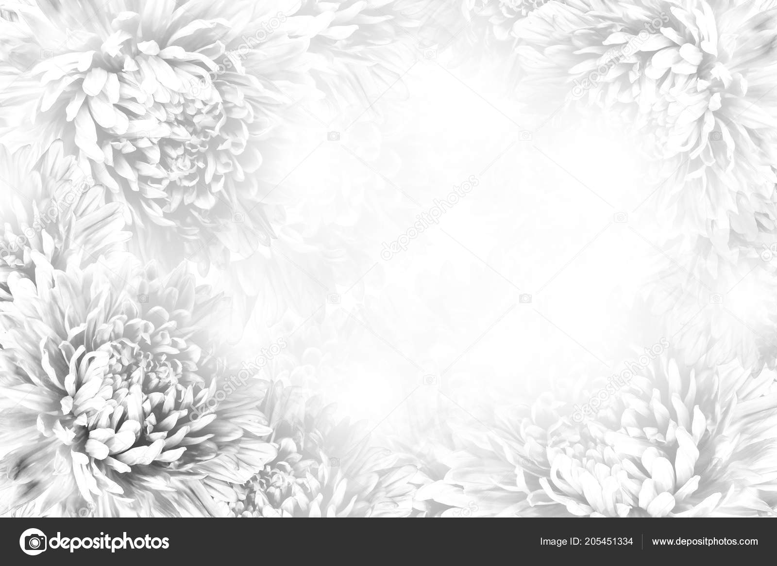 Floral Gray White Beautiful Background Flower Composition Frame White Flowers Stock Photo Image By C Fefelova Nadezhda17 Yandex Ru Floral Gray White Beautiful Background Flower Composition Frame White Flowers Stock Photo Image By C Fefelova Nadezhda17 Yandex Ru