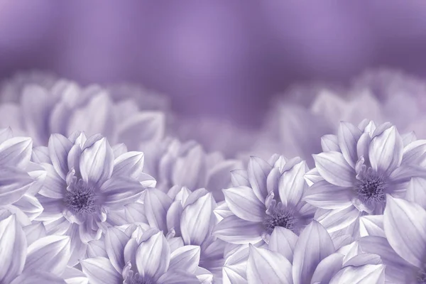 White Dahlias Purple Background Flower Composition Nature — Fotografia de Stock
