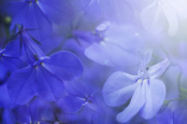 Çiçek mavi güzel arka plan. Mavi çiçekler yakın çekim güneş ışığı altında. Yumuşak odak. Doğa.