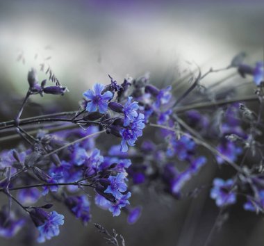 Çiçek mavi-beyaz güzel arka plan. Orman mavi çiçekler üzerinde arka plan bulanık. Yumuşak odak. Doğa. 