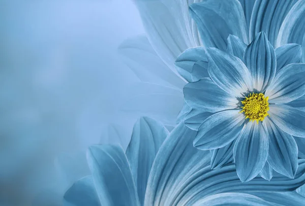 Floral  turquoise  beautiful background.  Flower composition  of   flowers daisy.  Place for text.  Nature.