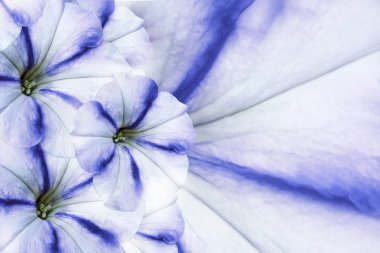 Floral white-blue beautiful background.      White-blue   Petunia.  Nature. 