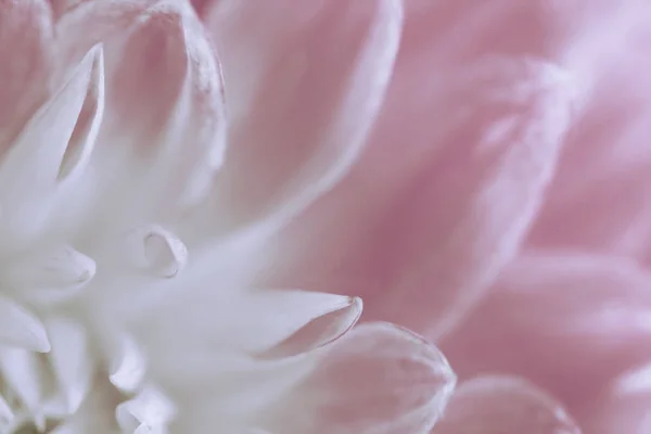 White Pink Background Dahlias Petals Soft Focus Nature — Stok fotoğraf