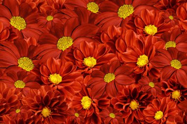red-yellow background of  dahlias. Bright flower arrangement. A bouquet  of red dahlias. Nature.