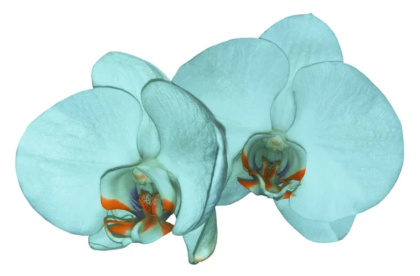 Orchid  turquoise  flower  isolated on white background with clipping path. Closeup. Turquoise  phalaenopsis flower with  orange-violet  lip. Nature.