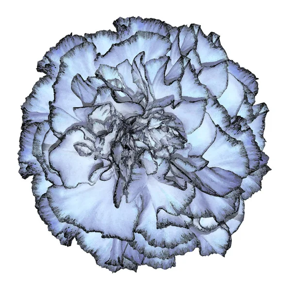 A light blue carnation flower with a black fringing in watercolor style on an isolated white background.  Close-up. For design, texture, background, wrapper, postcard, wallpaper, template. Nature.