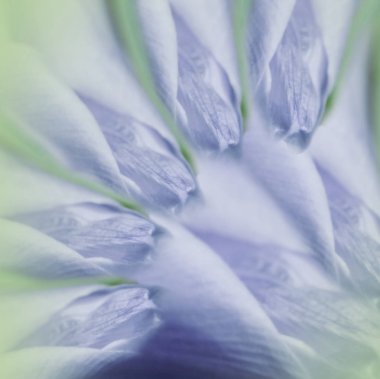 Bahar mavisi yeşil çiçek arka plan. Arka plana karşı lale tomurcukları açık mavi yaprakları. Close. Doğa.