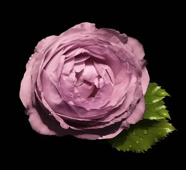 Pink  flower  roses  on the black isolated background with clipping path  no shadows.  Rose with green leaves.  For design.   Closeup.  Nature.