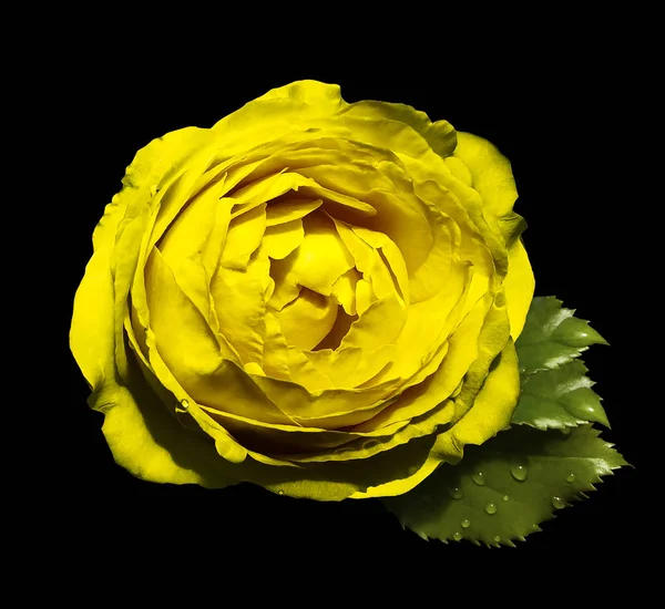 Yellow  flower  roses  on the black isolated background with clipping path  no shadows.  Rose with green leaves.  For design.   Closeup.  Nature.