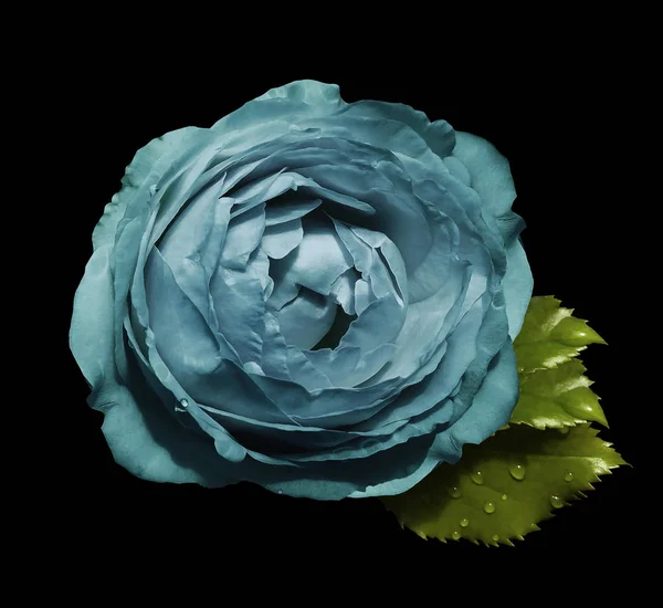 Turquoise flower  roses  on the black  isolated background with clipping path  no shadows.  Rose with green leaves.  For design.   Closeup.  Nature.