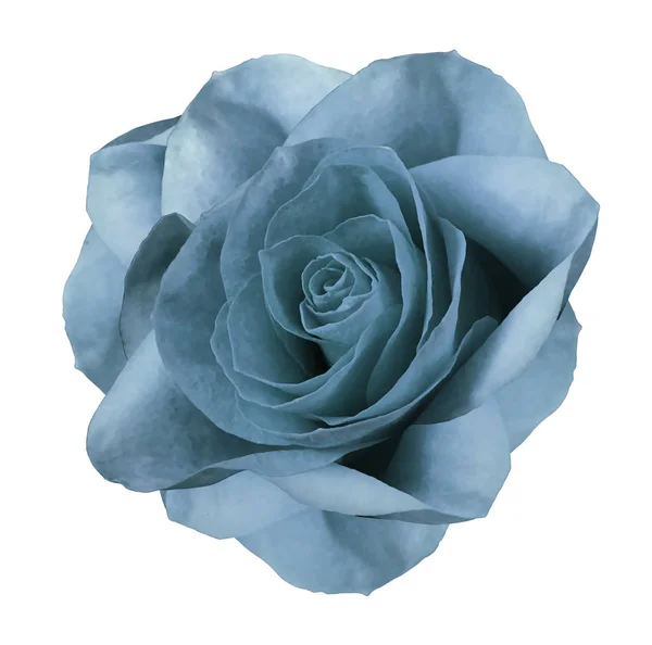 Rose  turquoise  flower  on white isolated background with clipping path.  no shadows. Closeup.  Nature.