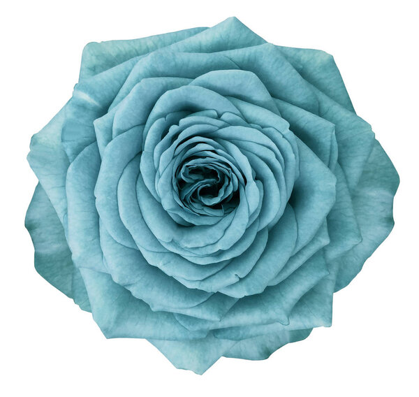 Rose turquoise flower on white isolated background with clipping path. no shadows. Closeup. Nature. — Stock Image Rose Turquoise Flower White Isolated Background Clipping Path Shadows Closeup Stock Picture