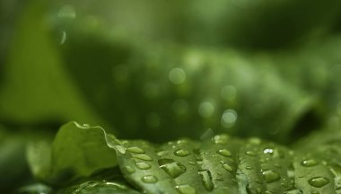 Yağmurdan sonra yeşil büyük yapraklar. Closeup. Bahar yeşili arka plan. Doğa.