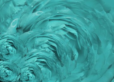 Çiçek turkuaz güzel arka plan. Çiçek kompozisyonu. Kırmızı arka plandaki güller. Doğa.