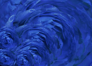 blue beautiful background.   Roses  on red background.   Nature.