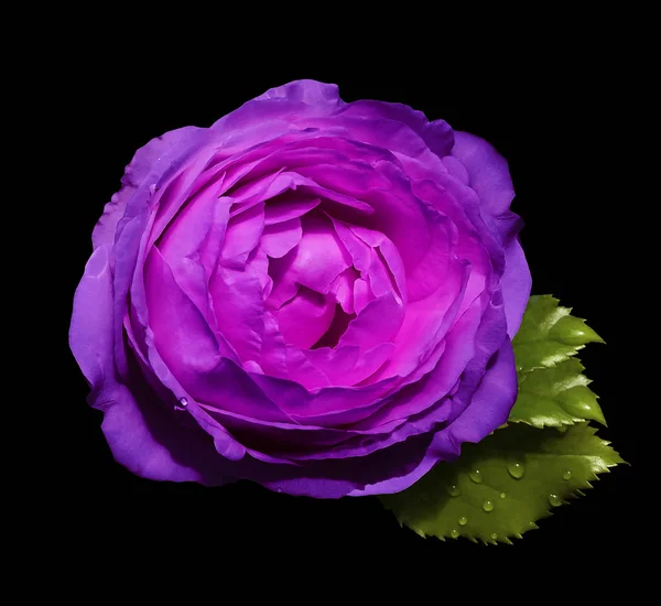 Pink-purple flower  roses  on the black isolated background with clipping path  no shadows.  Rose with green leaves.  For design.   Closeup.  Nature.